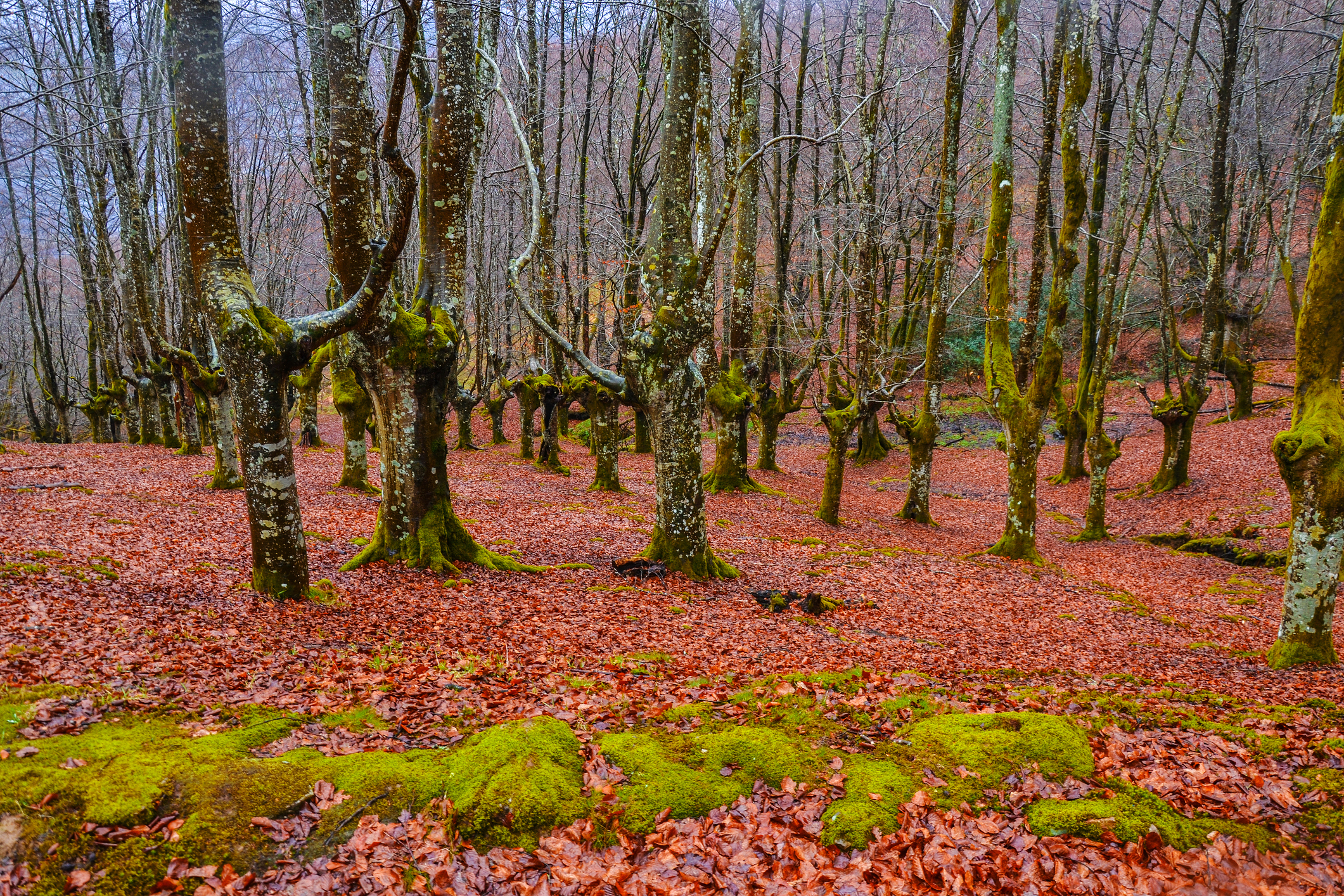 bosques perfectos para descubrir en otoño